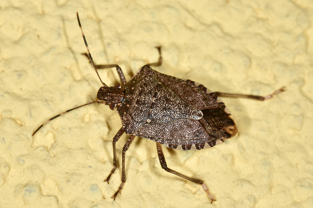 Pentatomidae : Halyomorpha halys